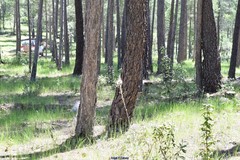 Asphodelus cerasiferus