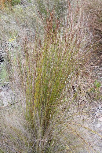 Wheat Capereed (Restio triticeus)