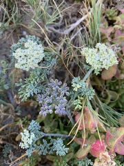 Dasispermum suffruticosum