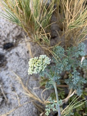 Dasispermum suffruticosum