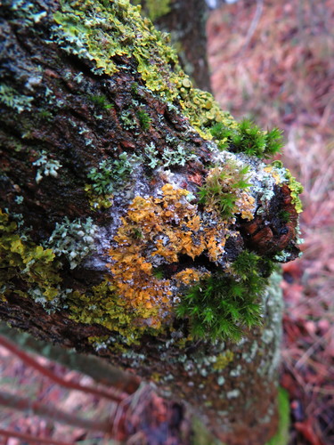 Dvisporis plėviagrybis nuotrauka