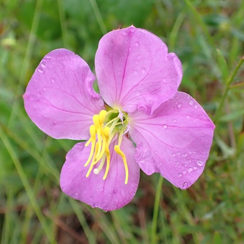 West Indian meadowbeauty (Rhexia cubensis)