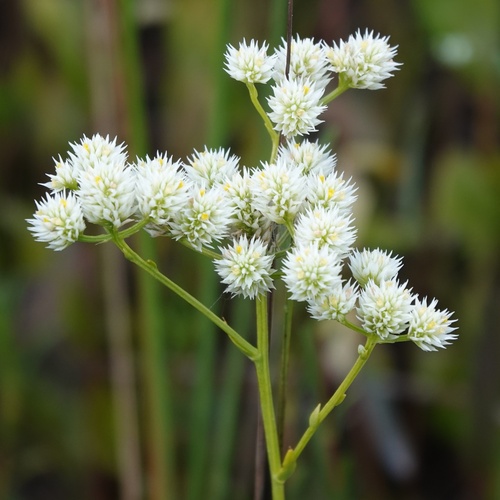 Baldwin's Milkwort (Senega balduini)