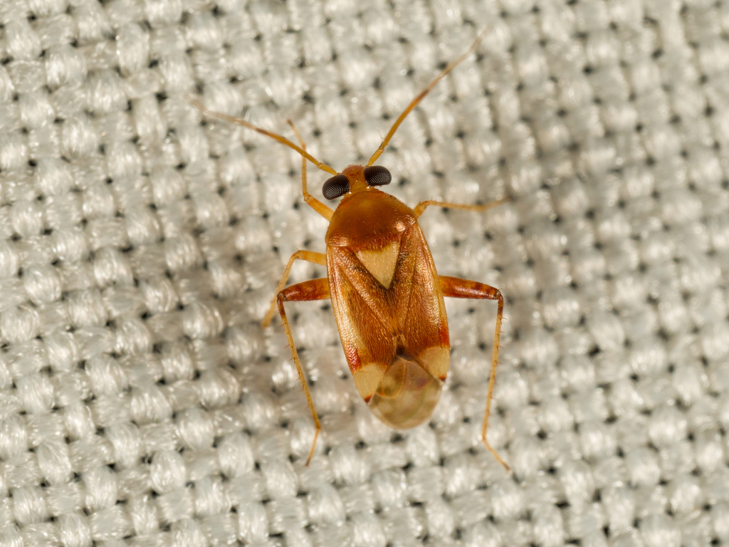 Dagbertus flavoscutellatus
