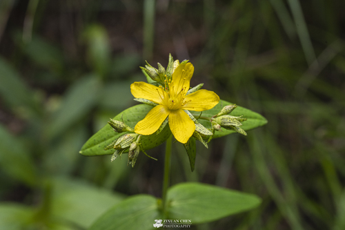 Hypericum erectum iNat (1)
