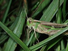 Aiolopus thalassinus tamulus