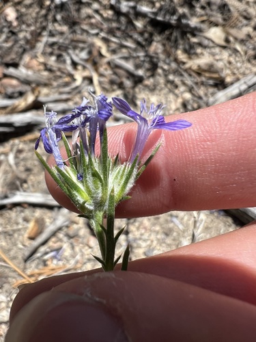iNaturalist observation photo of giant woollystar