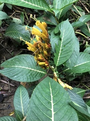 Sanchezia parvibracteata