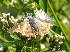 Polygonus leo arizonensis