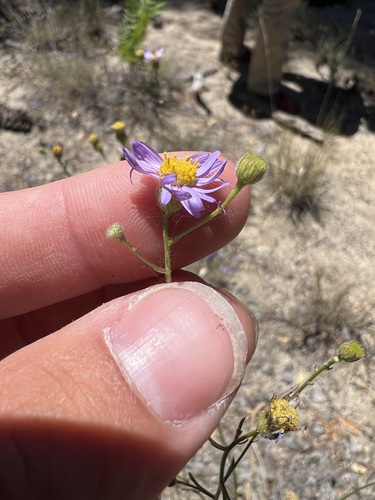 iNaturalist observation photo of Thread stemmed fleabane