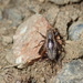 Dianemobius mikado - Photo (c) orthoptera-jp, some rights reserved (CC BY-NC), uploaded by orthoptera-jp