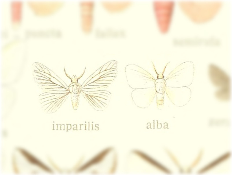 Repnoa imparilis