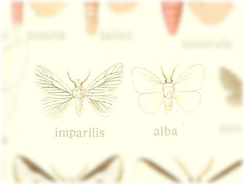 Repnoa imparilis