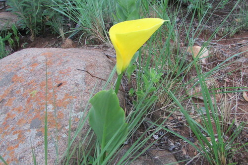Sekhukhune Gold Arum (Zantedeschia pentlandii)