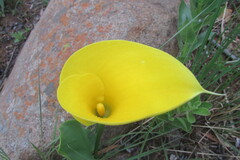Zantedeschia pentlandii