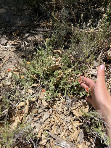 iNaturalist observation photo of Camp Martin paintbrush