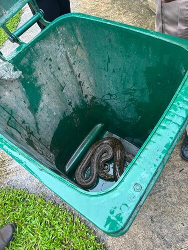 African Rock Python