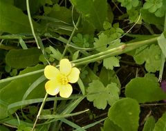 Ranunculus paludosus