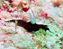 Roboastra gracilis