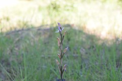 Limodorum trabutianum