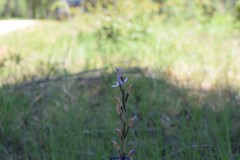 Limodorum trabutianum