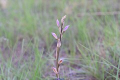 Limodorum trabutianum