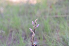 Limodorum trabutianum