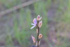 Limodorum trabutianum