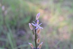 Limodorum trabutianum