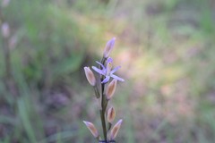 Limodorum trabutianum