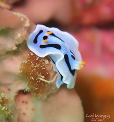 Chromodoris alcalai