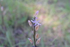 Limodorum trabutianum