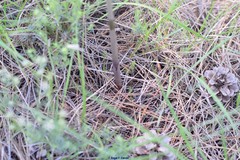 Limodorum trabutianum