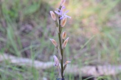 Limodorum trabutianum