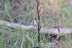 Limodorum trabutianum