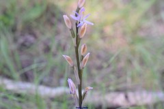 Limodorum trabutianum