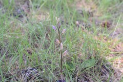 Limodorum trabutianum