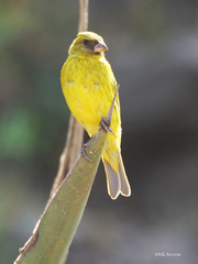 Crithagra citrinelloides