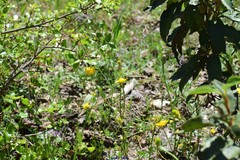 Ranunculus paludosus