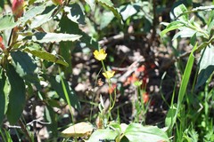Ranunculus paludosus