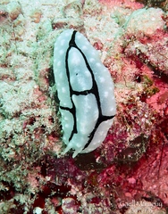 Phyllidiopsis shireenae