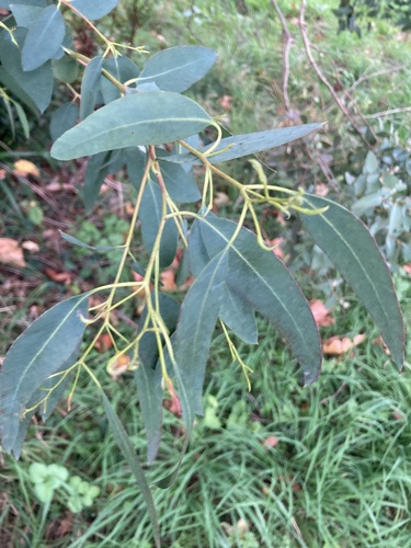 Eucalyptus gunnii, photograph 3
