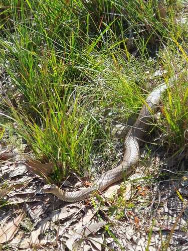 Eastern Brown Snake sighting