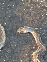 Psammophis mossambicus