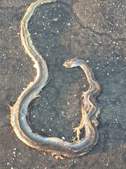 Psammophis mossambicus