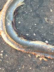Psammophis mossambicus
