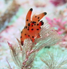 Thecacera