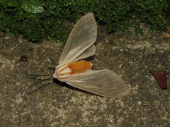Amastus aconia