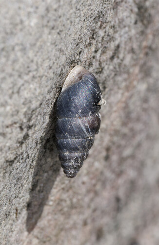 Chondrina avenacea avenacea