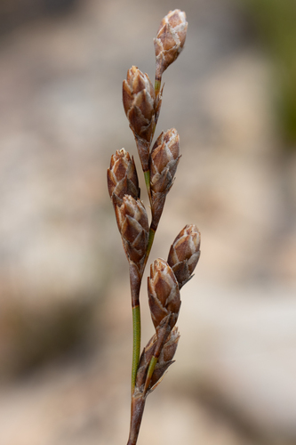 Sailor Honeyreed (Restio rupicola)